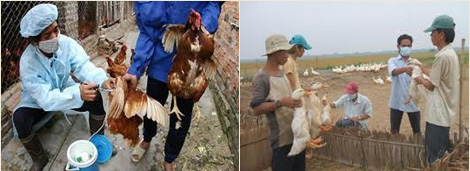 ベトナムの鳥インフルエンザの状況